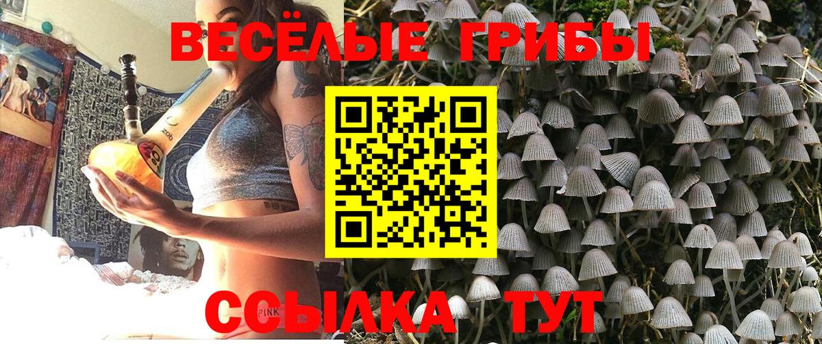 Волоколамск  Галлюциногенные грибы Psilocybe  Вход с VPN 